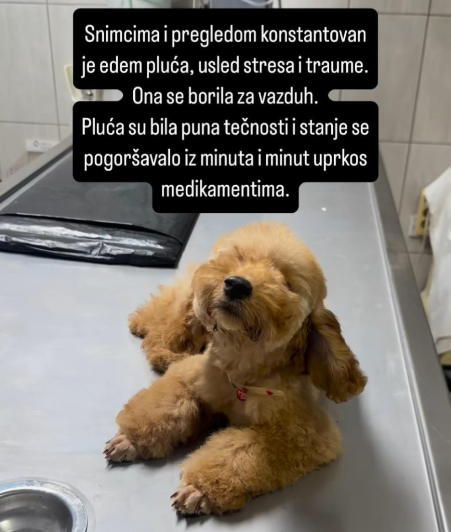 "Moja Tili je umrla" Beograđanka tvrdi da joj je grumer ubio kuče (FOTO)